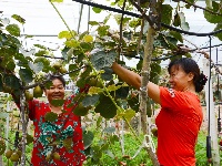 南漳：猕猴桃丰收村民乐