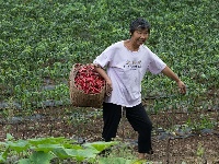 南漳：火红辣椒朝天笑