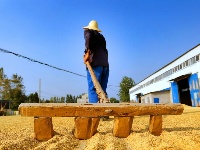 长寿钟祥 金稻飘香