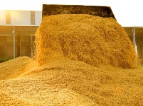 长寿钟祥 金稻飘香