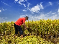 荆州：丰收季，粮满仓