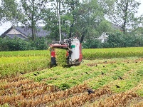 枝江：秋来稻谷黄，农民丰收忙