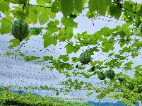 南漳：吊瓜变“金瓜” 村民乐开花