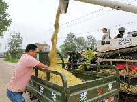 枝江：秋来稻谷黄，农民丰收忙