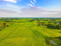 枝江：秋来稻谷黄，农民丰收忙