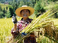 巴东：秋风起 乡野秋收多欢喜