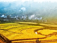 长寿钟祥 金稻飘香