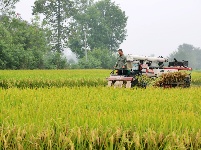 枝江：秋来稻谷黄，农民丰收忙