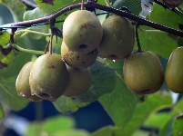 南漳：雨淋台村猕猴桃喜获丰收