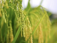 来凤：秋来稻田美