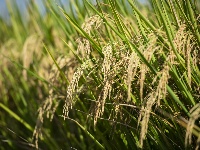 荆州：丰收季，粮满仓