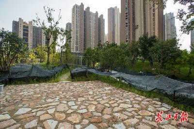 改造小微绿地让市民“出门见园”，社区荒土丘变成精致小公园