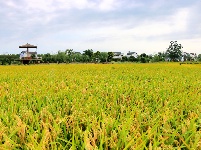 枝江：秋来稻谷黄，农民丰收忙