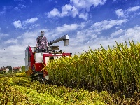 荆州：丰收季，粮满仓