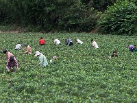 南漳：火红辣椒朝天笑