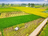 枝江：秋来稻谷黄，农民丰收忙