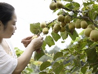 南漳：雨淋台村猕猴桃喜获丰收