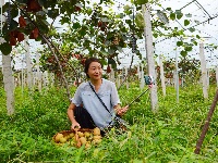 南漳：猕猴桃丰收村民乐