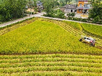 枝江：秋来稻谷黄，农民丰收忙