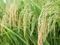 来凤：秋来稻田美