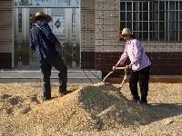 荆州：丰收季，粮满仓