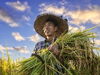 荆州：丰收季，粮满仓