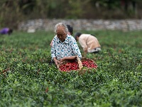 南漳：火红辣椒朝天笑
