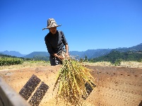 巴东：秋风起 乡野秋收多欢喜