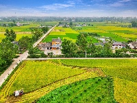 枝江：秋来稻谷黄，农民丰收忙