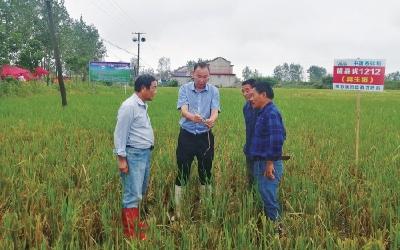 安徽省千方百计稳定发展早稻生产，大力推广再生稻—— “一种两收”　增产增收
