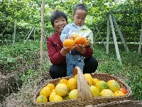 南漳：吊瓜变“金瓜” 村民乐开花