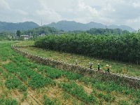 来凤绿水镇：村民喜迎丰收仔姜