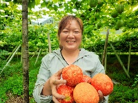 南漳：吊瓜变“金瓜” 村民乐开花