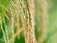 来凤：秋来稻田美