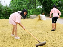 枝江：秋来稻谷黄，农民丰收忙