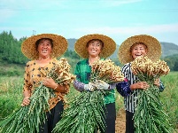 来凤绿水镇：村民喜迎丰收仔姜