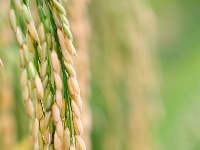 来凤：秋来稻田美