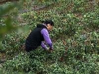 南漳：火红辣椒朝天笑