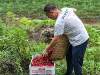 南漳：火红辣椒朝天笑