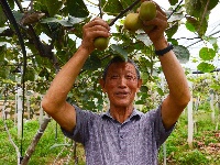 南漳：猕猴桃丰收村民乐