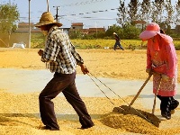 长寿钟祥 金稻飘香