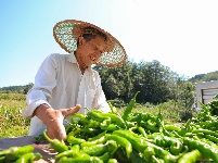 巴东：秋风起 乡野秋收多欢喜