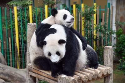 马来西亚国家动物园重开在即 大熊猫幼崽成为新亮点