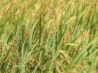 来凤：水稻迎丰收 农民喜开颜