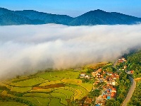 长寿钟祥 金稻飘香