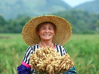 来凤绿水镇：村民喜迎丰收仔姜