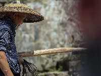 来凤：水稻迎丰收 农民喜开颜