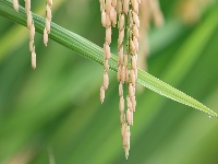 来凤：秋来稻田美