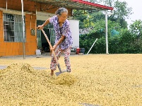 枝江：秋来稻谷黄，农民丰收忙