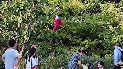 武汉园博园游客爬树摘板栗引围观，景区称加强引导